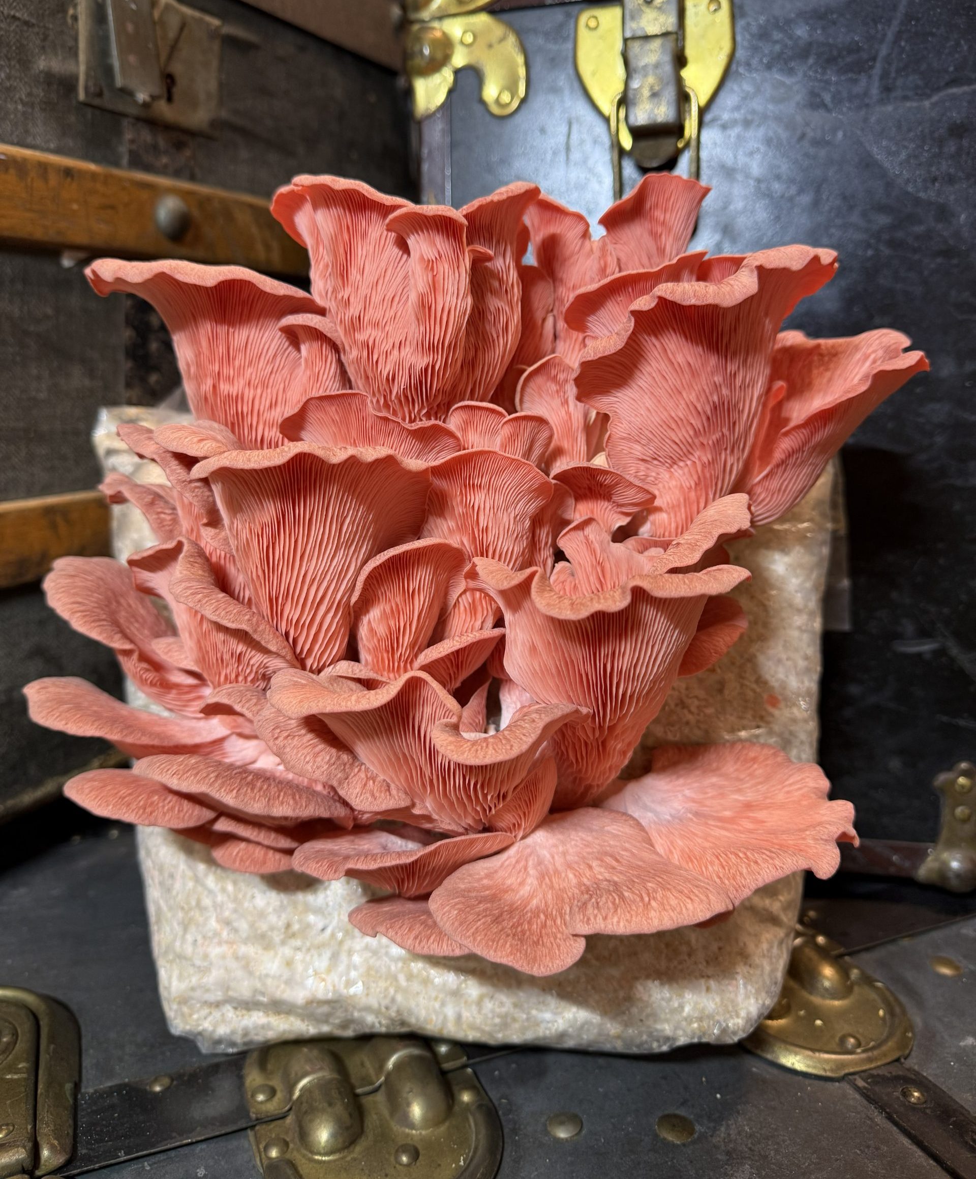 Rosa Ostronskivling (Pleurotus djamor) på vete 90g - EU-EKO/KRAV