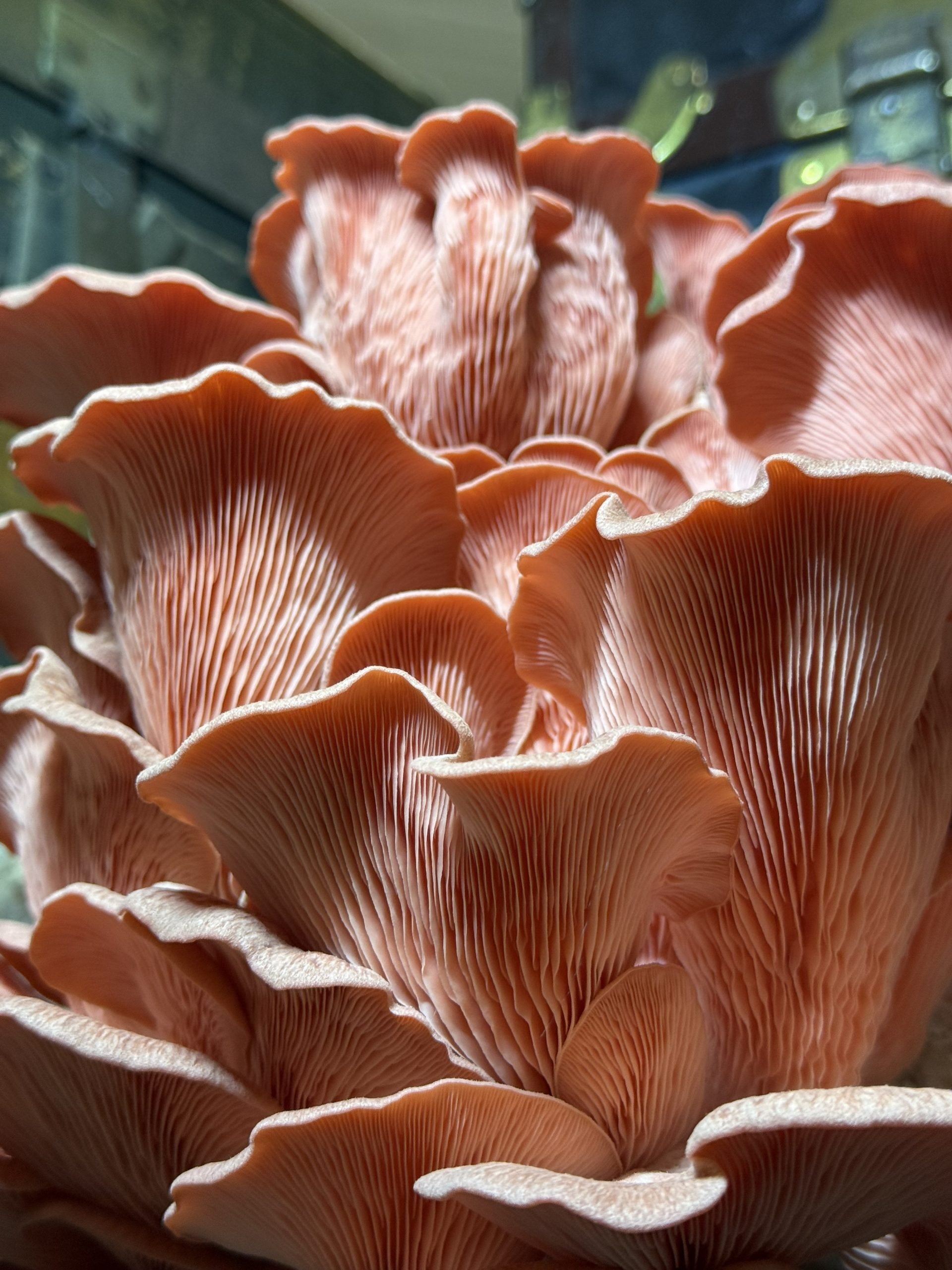 Rosa Ostronskivling (Pleurotus djamor) på vete 90g - EU-EKO/KRAV - Bild 2