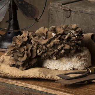 Korallticka (Grifola frondosa) på vete 90g – EU-EKO/KRAV