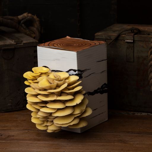 Citronmussling (Pleurotus citrinopileatus) i presentförpackning, redo för fruktsättning - EU-EKO/KRAV