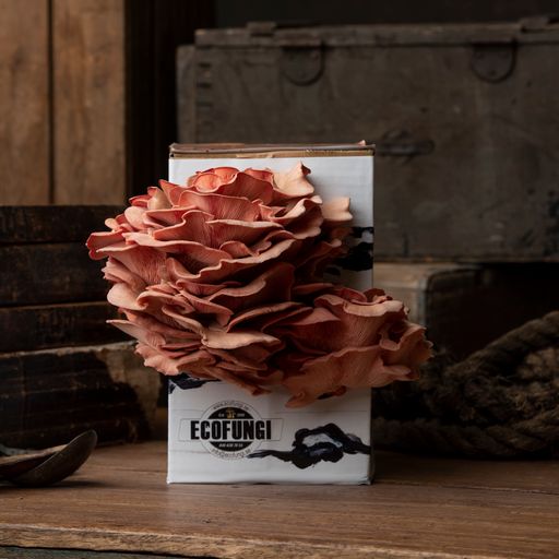 Rosa Ostronskivling (Pleurotus djamor) i presentförpackning, redo för fruktsättning - EU-EKO/KRAV
