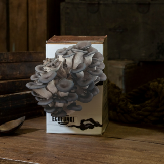 Blå Ostronskivling (Pleurotus ostreatus var. colombinus) i presentförpackning, redo för fruktsättning - EU-EKO/KRAV