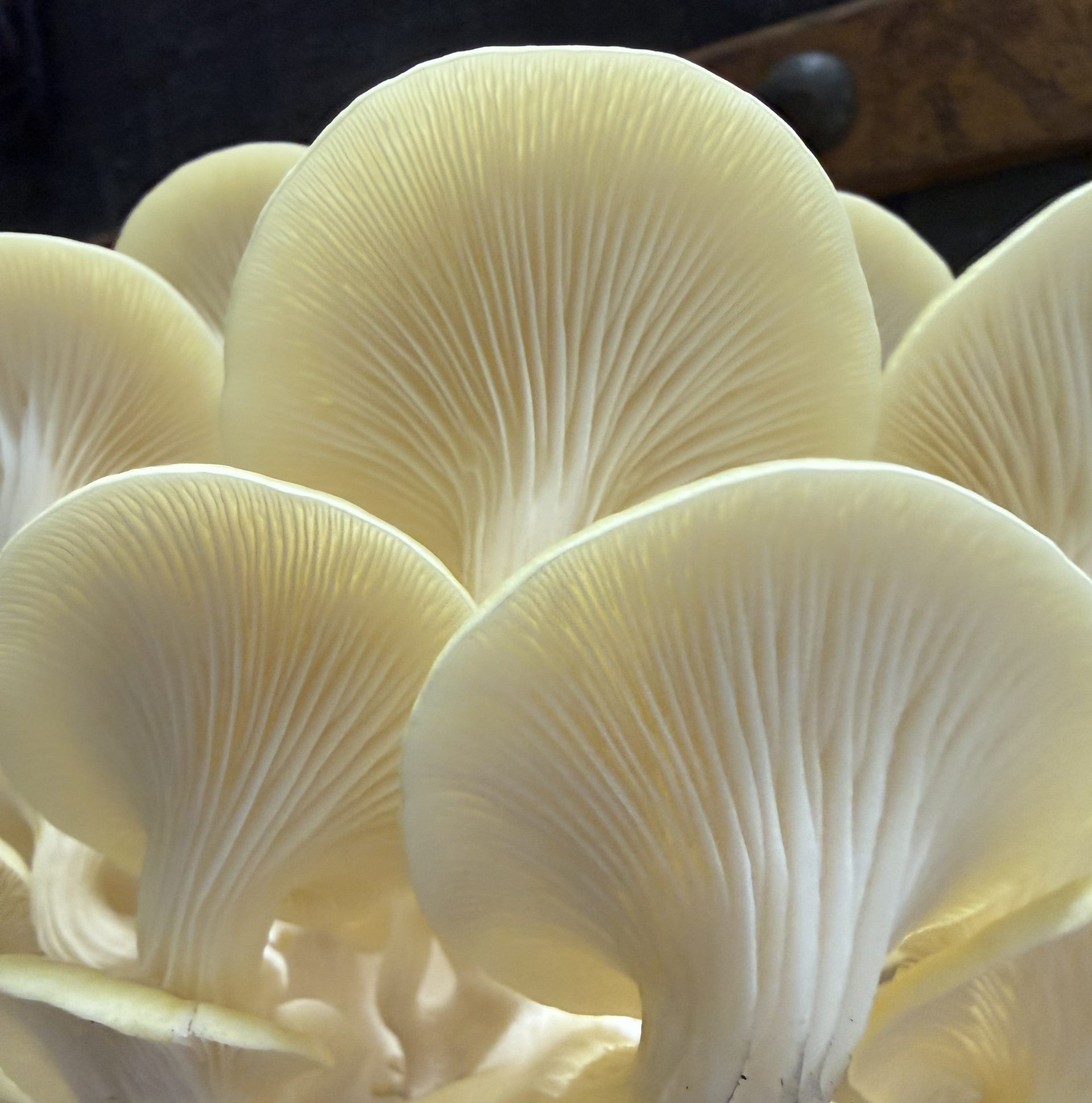 Citronmussling (Pleurotus citrinopileatus) - Bild 3