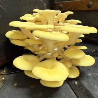 Citronmussling (Pleurotus citrinopileatus) på vete 90g - EU-EKO/KRAV