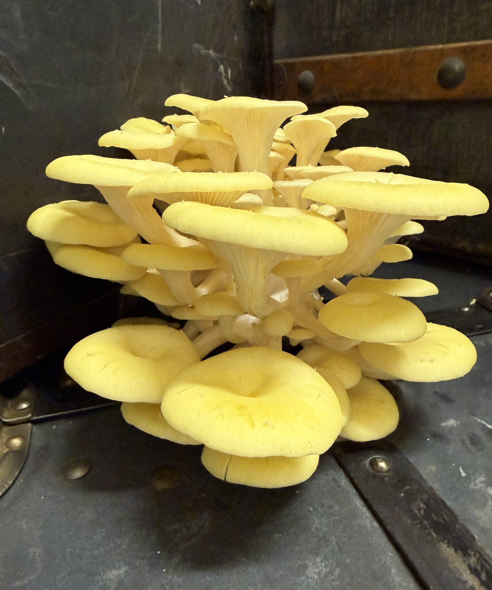 Citronmussling (Pleurotus citrinopileatus)
