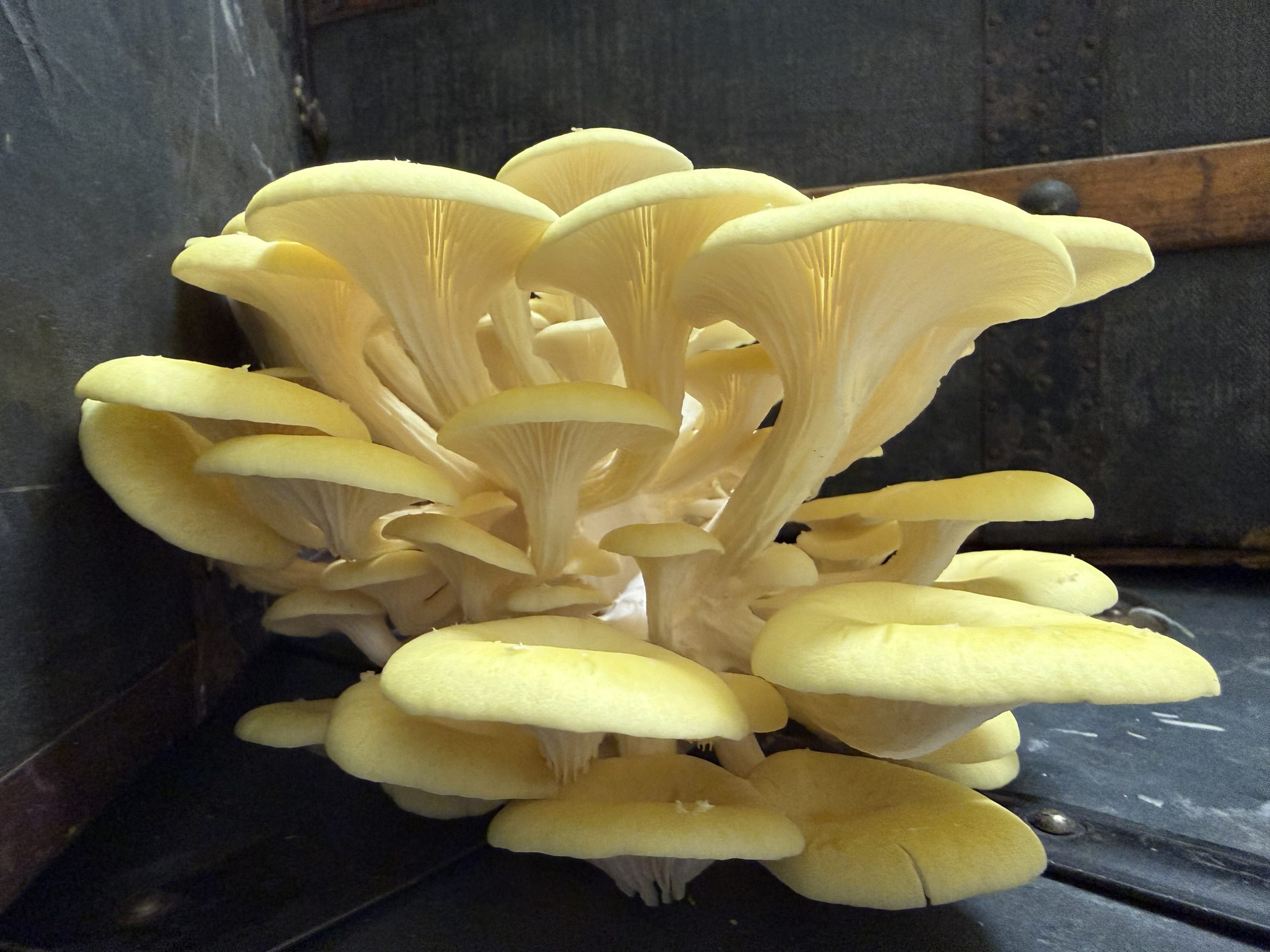 Citronmussling (Pleurotus citrinopileatus) - Bild 2